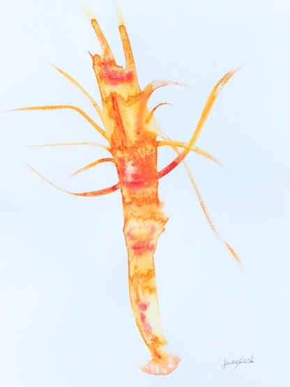 Prawn